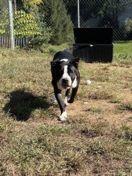 Mermaid Bubbles -  Mixed Breed Dog for Adoption in Mishawaka, Indiana - Mermaid Bubbles | PetCurious