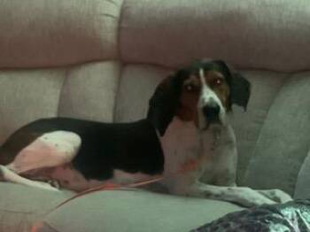 Rescue Mixed Breed Dogs for Adoption in Kenosha, Wisconsin - ClaraBelle | PetCurious