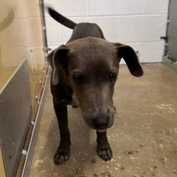 Mixed Breed Dogs Available for Adoption in Columbiana, Alabama - Shiloh | PetCurious