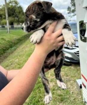 Pit Bull Terrier Dogs Available for Adoption - A652317 | PetCurious