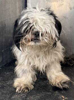 ZACH -  Shih Tzu Dog for Adoption in San Antonio, Texas - ZACH | PetCurious