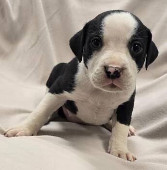 Penny -  Pit Bull Terrier and Mixed Breed Dog for Adoption in Murphysboro, Illinois - Penny | PetCurious