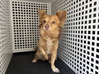 SIMBA -  Chihuahua Dog for Adoption in Riverside, California - SIMBA | PetCurious