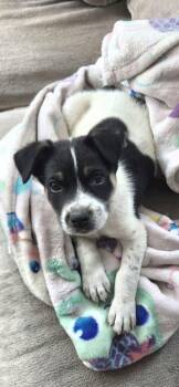 Hound Dogs Available for Adoption in Clearwater, Florida - Andy | PetCurious