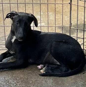 Labrador Retriever and Mixed Breed Dogs Available for Adoption - Magic | PetCurious