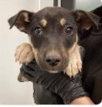Mixed Breed Dogs Available for Adoption - Will | PetCurious