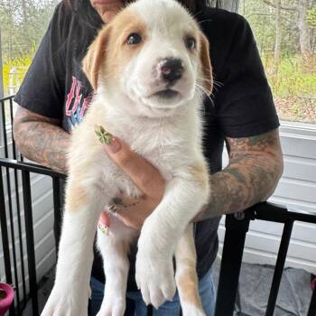 Hound and Mixed Breed Dogs Available for Adoption in Eastford, Connecticut - NY Tootsie Avail May 9 (Carmel NY Fire Dept) | PetCurious