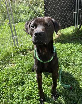 Stanley -  Mixed Breed Dog for Adoption in Youngstown, Ohio - Stanley | PetCurious
