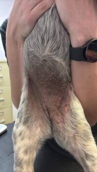 Dorothy Ann -  Australian Cattle Dog Blue Heeler Dog for Adoption in New Braunfels, Texas - Dorothy Ann | PetCurious