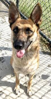 SMILEY -  German Shepherd Dog and Mixed Breed Dog for Adoption in Tulsa, Oklahoma - SMILEY | PetCurious