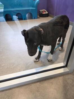 Mixed Breed Dogs Available for Adoption in Bossier City, Louisiana - Mary Lou | PetCurious