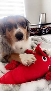 Australian Shepherd Dogs Available for Adoption - Stormi | PetCurious