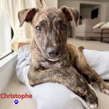 Mixed Breed Dogs Available for Adoption in Vaughan, Ontario - Christophe | PetCurious