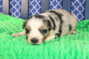 Australian Shepherd Dogs Available for Sale - Blakely | PetCurious