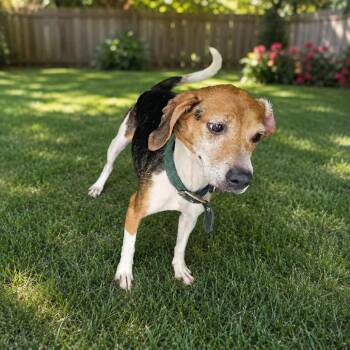 TNGC-Stray-1321 -  Beagle Dog for Adoption in Pulaski, Tennessee - TNGC-Stray-1321 | PetCurious