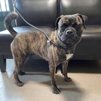 Pug and Boxer Dogs Available for Adoption in Pasadena, California - Nebula | PetCurious