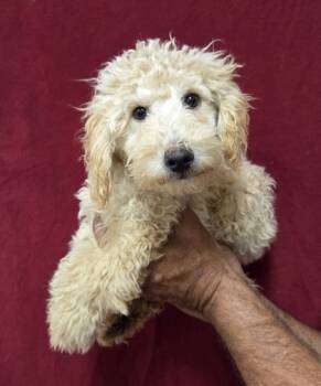 Rescue Poodle and Labrador Retriever Dogs for Adoption in Malvern, Pennsylvania - Maddox | PetCurious