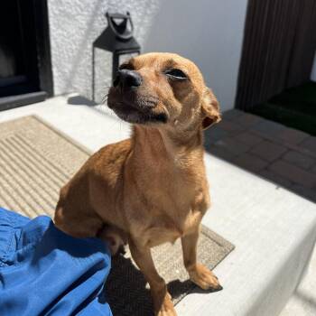 Chihuahua Dogs Available for Adoption in Los Angeles, California - Tequila | PetCurious