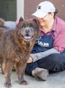 Carly -ADOPTED! -  Mixed Breed Dog for Adoption in Chamblee, Georgia - Carly -ADOPTED! | PetCurious