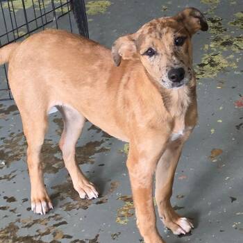 Roxy -  Catahoula Leopard Dog and Terrier Dog for Adoption in Melrose, Florida - Roxy | PetCurious
