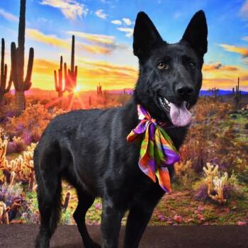 Rescue Shepherd Dogs for Adoption in Yuma, Arizona - Valkarie | PetCurious