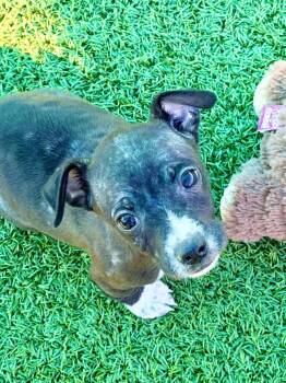 Chihuahua Dogs Available for Adoption - Ford | PetCurious