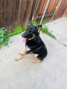 Blitz -  German Shepherd Dog Dog for Adoption in Lakewood, California - Blitz | PetCurious