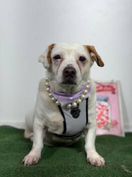 Dottie Tamal-One of our Amazing Rescue Dogs -  Corgi and Pit Bull Terrier Dog for Adoption in Carlsbad, California - Dottie Tamal-One Of Our Amazing Rescue Dogs | PetCurious