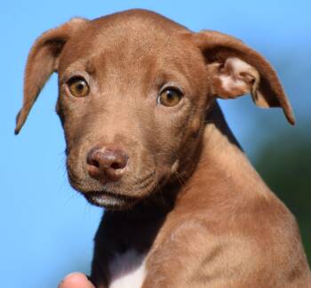 Maple-Available www.lhar.dog to apply -  Wirehaired Terrier and Cattle Dog Dog for Adoption in Frederick, Maryland - Maple-Available Www.lhar.dog To Apply | PetCurious