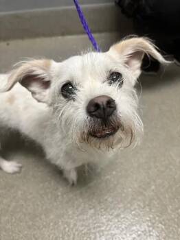 MOCHI -  Chihuahua and Mixed Breed Dog for Adoption in Las Vegas, Nevada - MOCHI | PetCurious