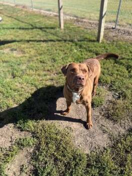Bean -  Chocolate Labrador Retriever Dog for Adoption in Weldon, Illinois - Bean | PetCurious