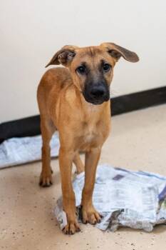 Dudley -  Shepherd Dog for Adoption in Mundelein, Illinois - Dudley | PetCurious