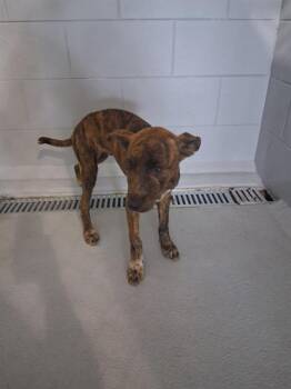 American Bulldog and Mixed Breed Dogs Available for Adoption in Winter Haven, Florida - DASH | PetCurious