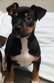 Cash -  Mixed Breed Dog for Adoption in Beatrice, Nebraska - Cash | PetCurious
