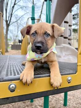 German Shepherd Dog Dogs Available for Adoption in Fairfax, Virginia - Jackson  | PetCurious