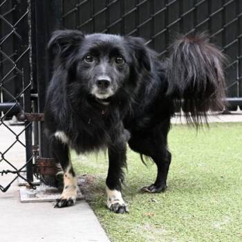 Blake -  Dachshund and Border Collie Dog for Adoption in Bellevue, Washington - Blake | PetCurious