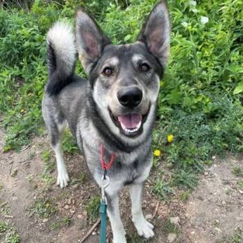 Mixed Breed Dogs Available for Adoption in Janesville, Wisconsin - Eclipse | PetCurious
