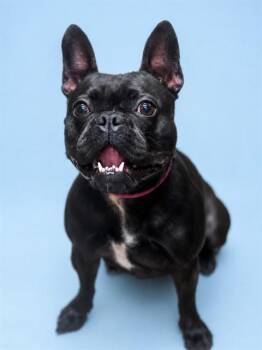 LICORICE -  French Bulldog Dog for Adoption in Westminster, Maryland - LICORICE | PetCurious