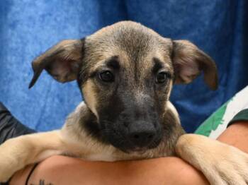 Libby -  Shepherd Dog for Adoption in Portland, Oregon - Libby | PetCurious