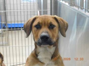 Shepherd and Mixed Breed Dogs Available for Adoption - Russett | PetCurious