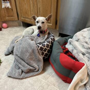 Chihuahua Dogs Available for Adoption - Merida | PetCurious