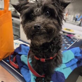 TULIP -  Poodle and Maltese Dog for Adoption in Ontario, California - TULIP | PetCurious