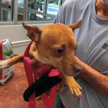 08/17/2026-Stray-ChattahoocheeRiverwalk -  Mixed Breed Dog for Adoption in Columbus, Georgia - 08/17/2026-Stray-ChattahoocheeRiverwalk | PetCurious
