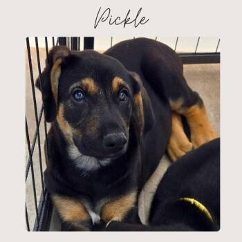 Doberman Pinscher and Mixed Breed Dogs Available for Adoption in San Juan Capistrano, California - PICKLE | PetCurious