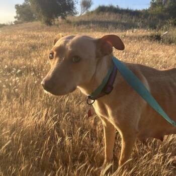 Labrador Retriever and Terrier Dogs Available for Adoption in San Diego, California - Arbor | PetCurious