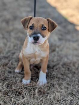 Beagle and Mixed Breed Dogs Available for Adoption - Lux | PetCurious