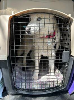 Siberian Husky and Alaskan Malamute Dogs Available for Adoption in San Rafael, California - Sarka | PetCurious