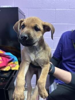 Rescue Mixed Breed Dogs for Adoption in El Paso, Texas - 59835053 | PetCurious