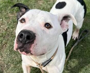 Pit Bull Terrier and Terrier Dogs Available for Adoption - Alvin | PetCurious