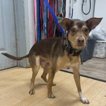 Australian Kelpie Dogs Available for Adoption - Richard | PetCurious